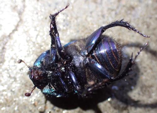 Anoplotrupes stercorosus